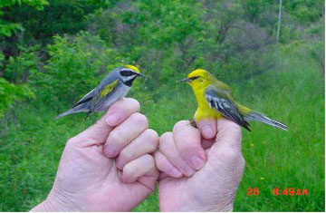 Golden and Blue Wings